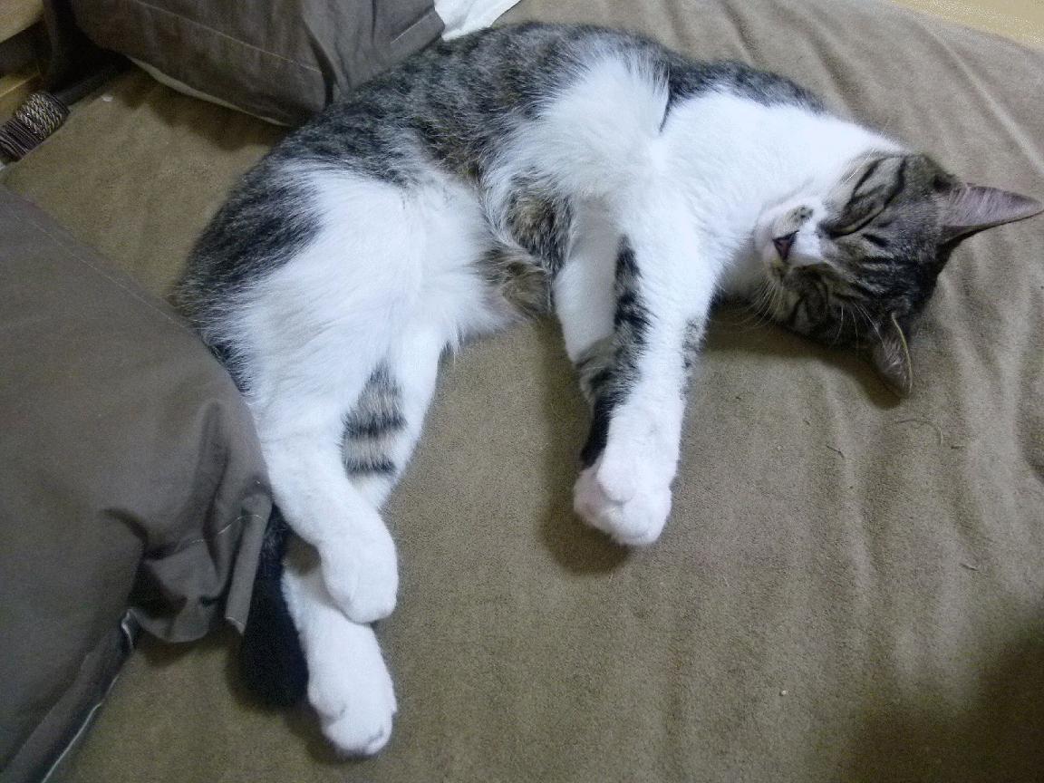 kaiyun.com-亚籍球员晋升队长，领导球队走向胜利，亚冠球员