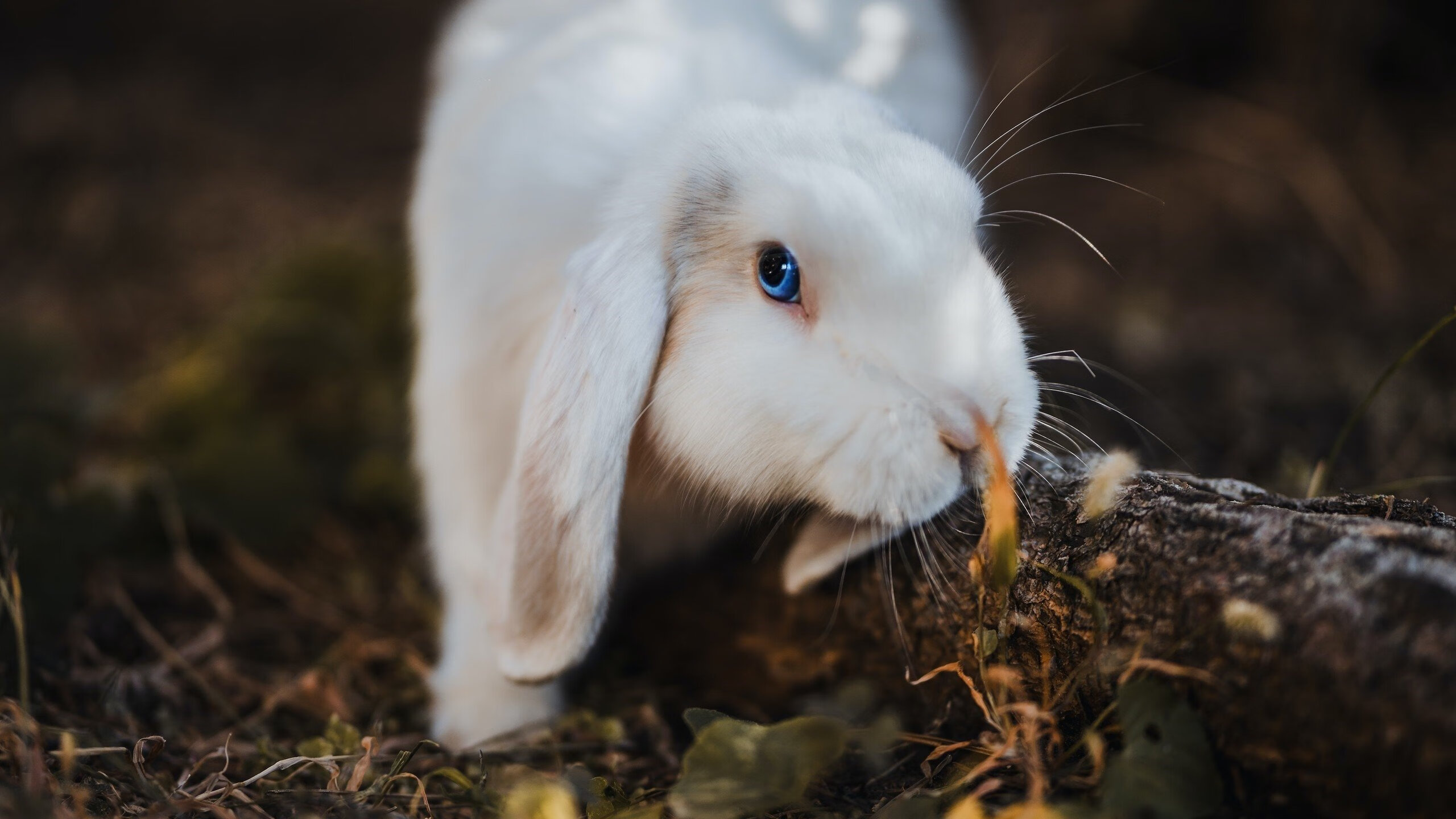 开云下载网址-哥伦比亚骑手桑地亚哥·卡多纳在2024年巴黎奥运会盛装舞步比赛中取得第15名，创造历史最佳成绩。