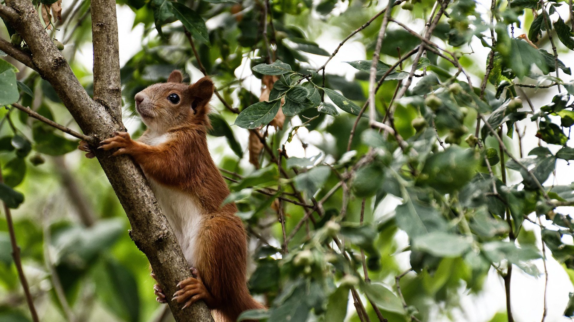 开云下载-巴黎圣日耳曼稳居法甲榜首，优势逐步扩大，巴黎圣日耳曼是哪个国家的俱乐部