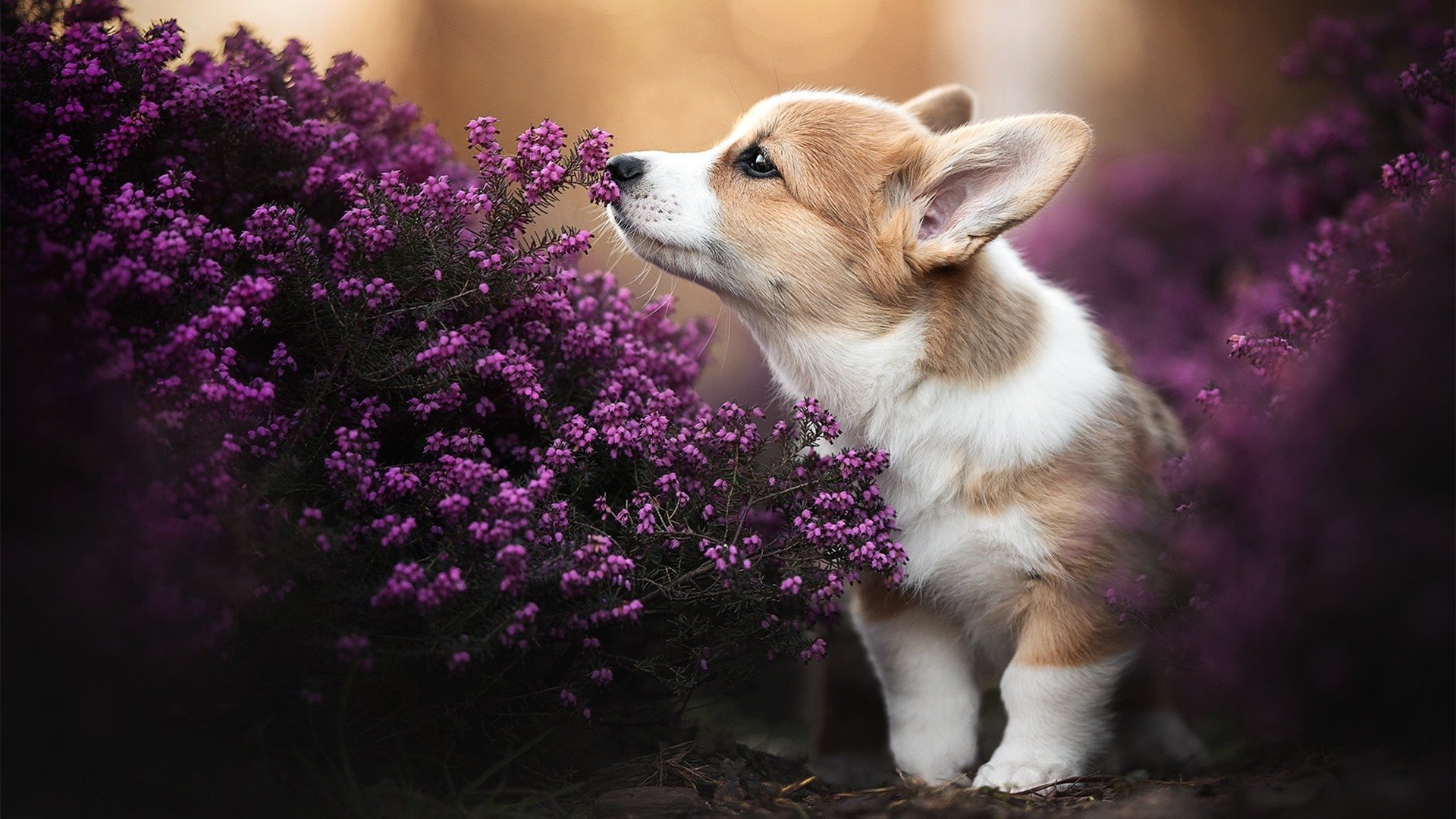 掘金发布“战术数据公开课”,提升球迷篮球素养,掘金队战术