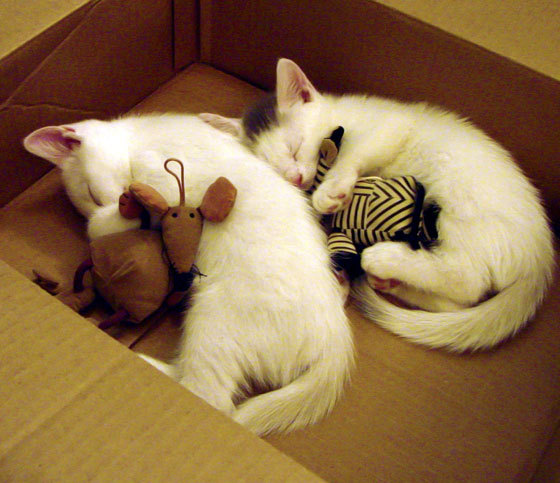 技巧讲堂:学习NBA高手的经典技巧,nba技术教学视频