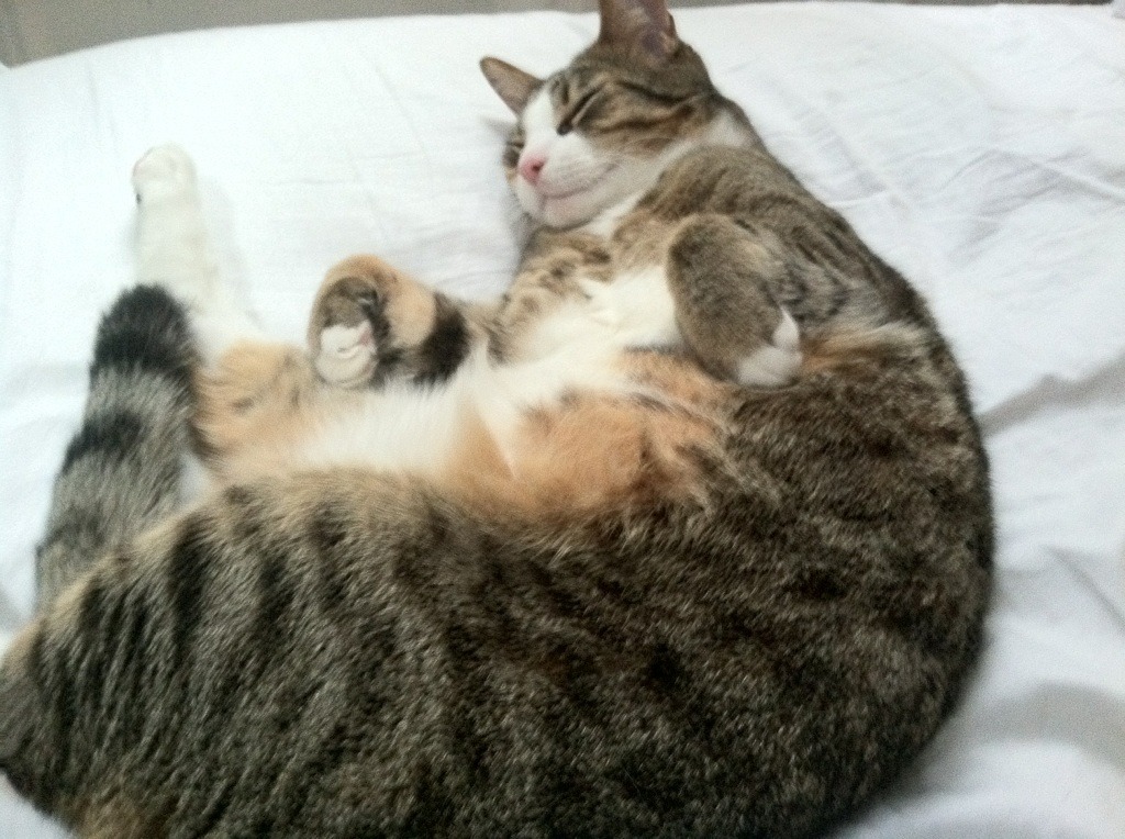 开云官方平台-早期预警：车队如何应对突发技术故障，车辆突发故障应急预案