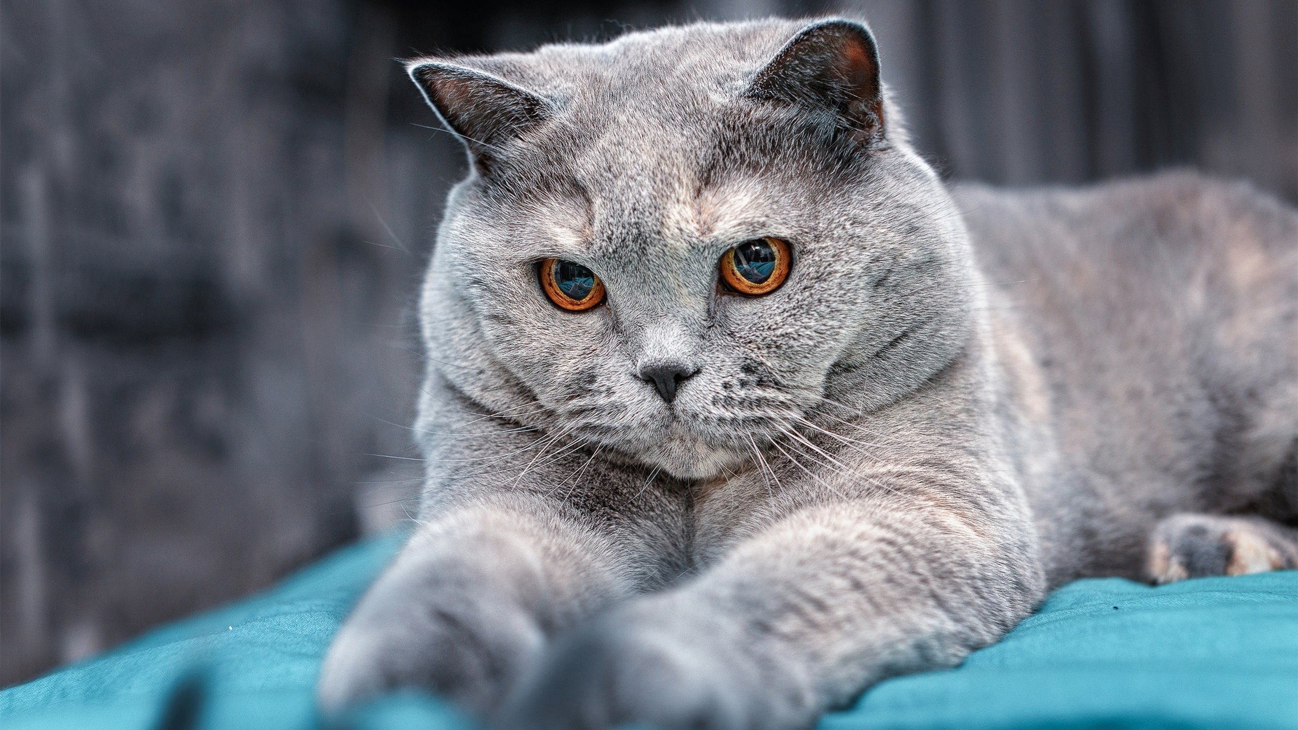 开云权威入口-球迷热情：现场应援令人难忘的瞬间，球迷的热爱