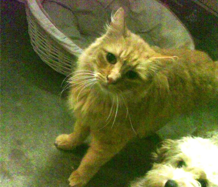 开云体育APP-英超焦点赛，精彩进球和神级扑救令人热血沸腾，英超联赛点球