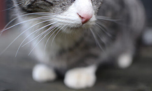 西甲“全能”门将,精彩扑救跃升比赛新高度,西甲门将号码规定