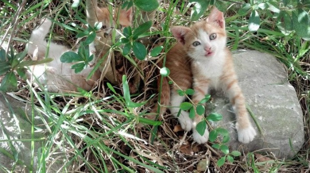 西班牙边锋突破连连，制造三次关键机会，西班牙边锋排行