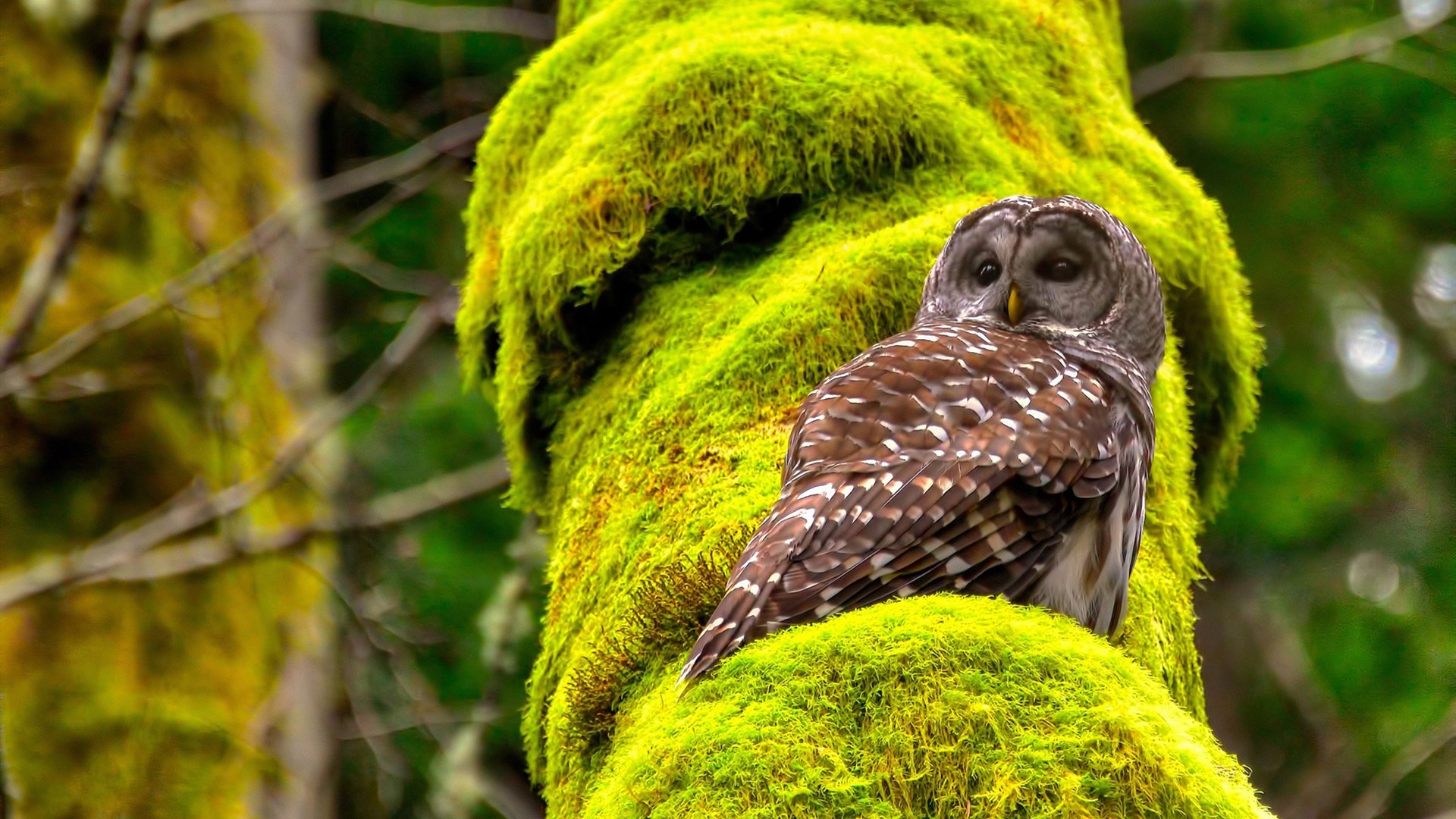 北京国安新赛季目标锁定联赛冠军,北京国安那年联赛冠军
