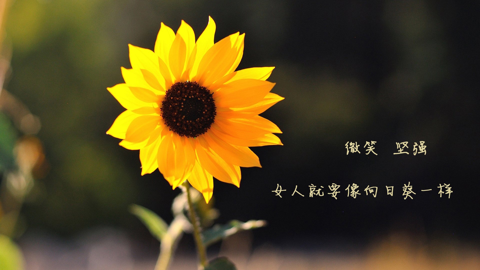 华南男篮主场告捷，球员表现超预期，广东华南虎篮球战绩