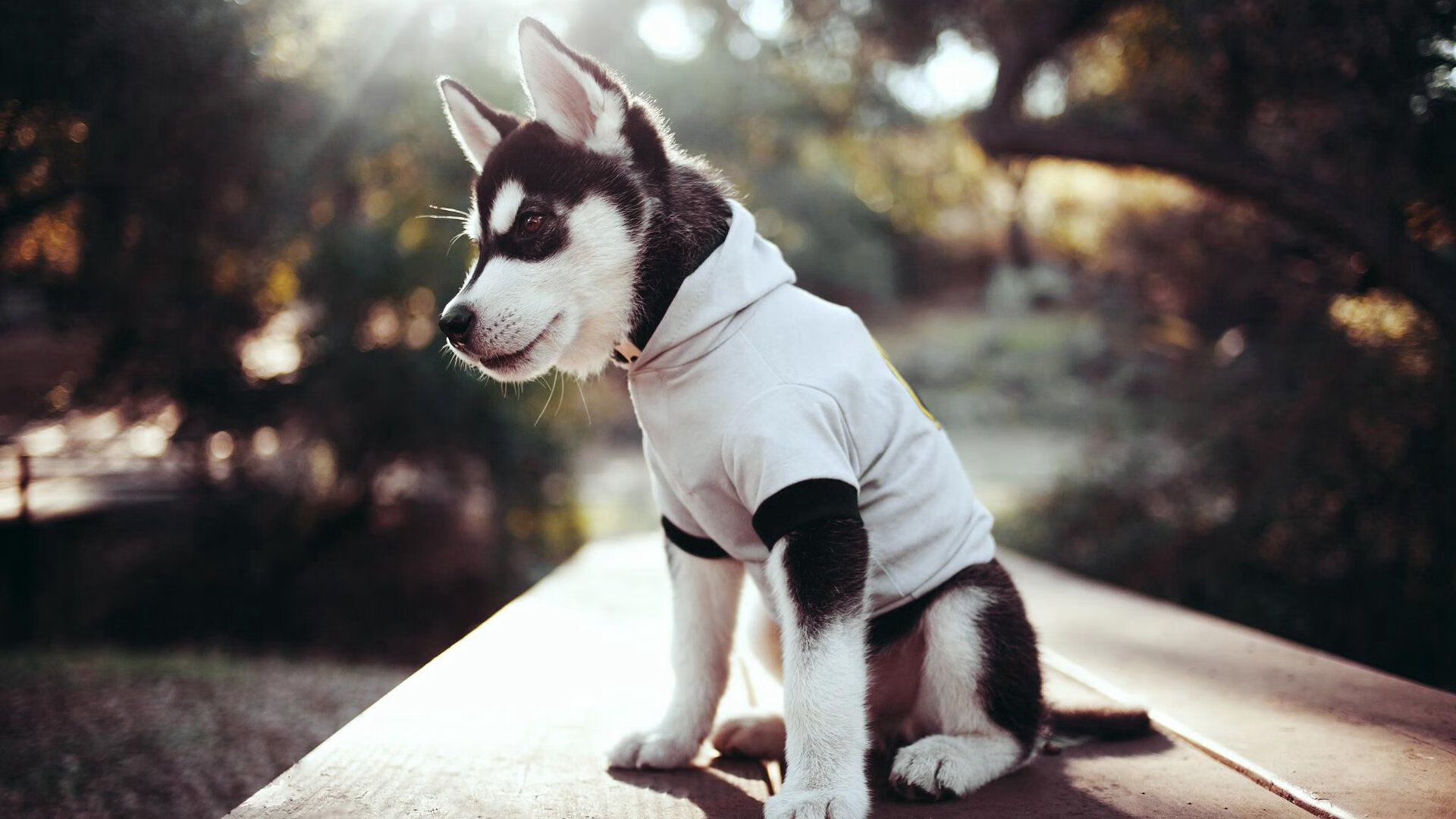 巴黎圣日耳曼队外援状态神勇,领队勇夺胜利,巴黎圣日耳曼队队员