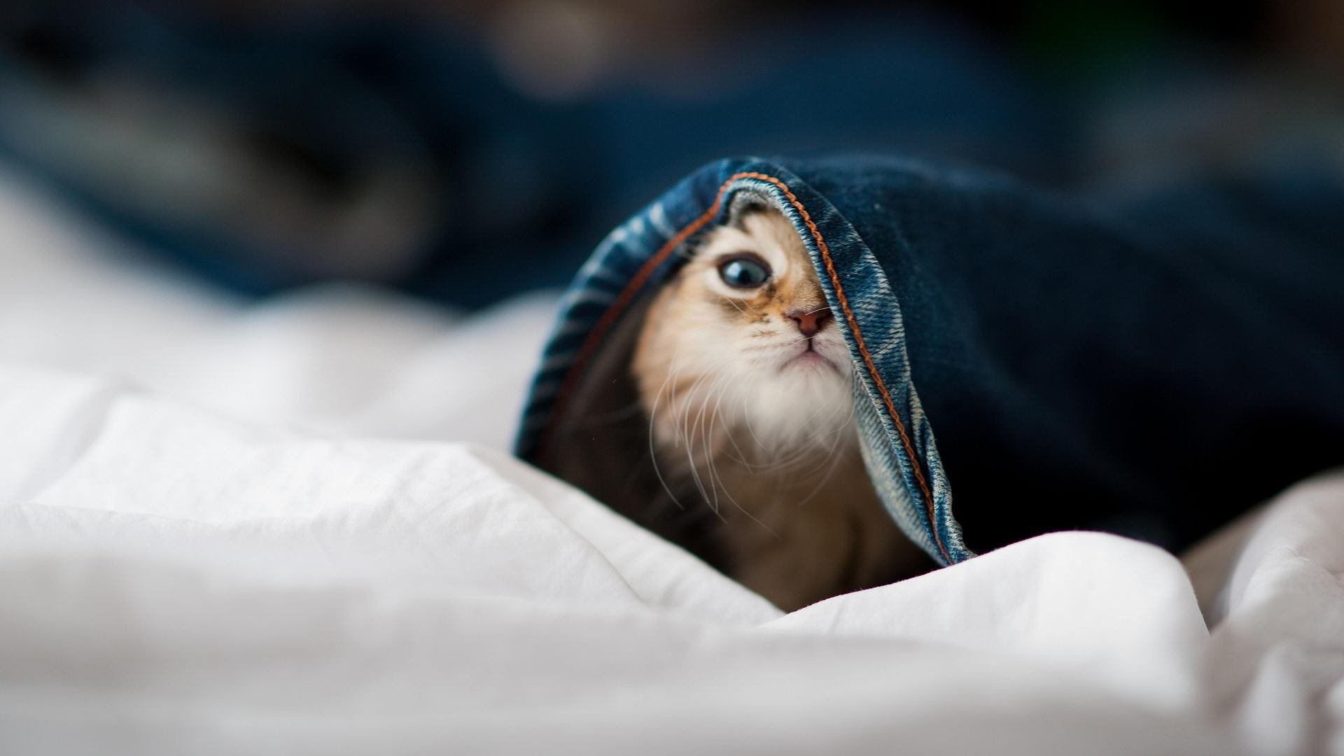 強勁進攻戰術讓對手猶如置身陷阱，强劲来袭是什么意思