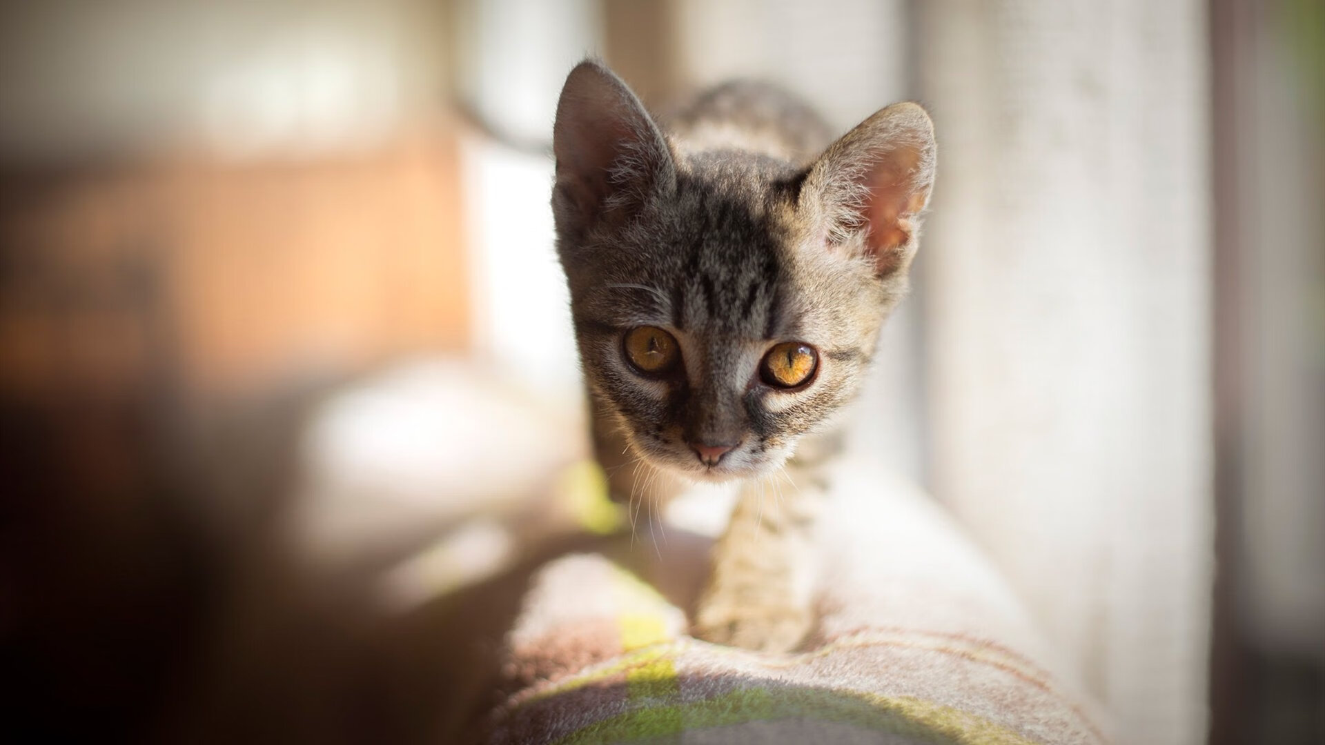 体育教学个性化评价体系设计及应用研究,体育教案个性化设计