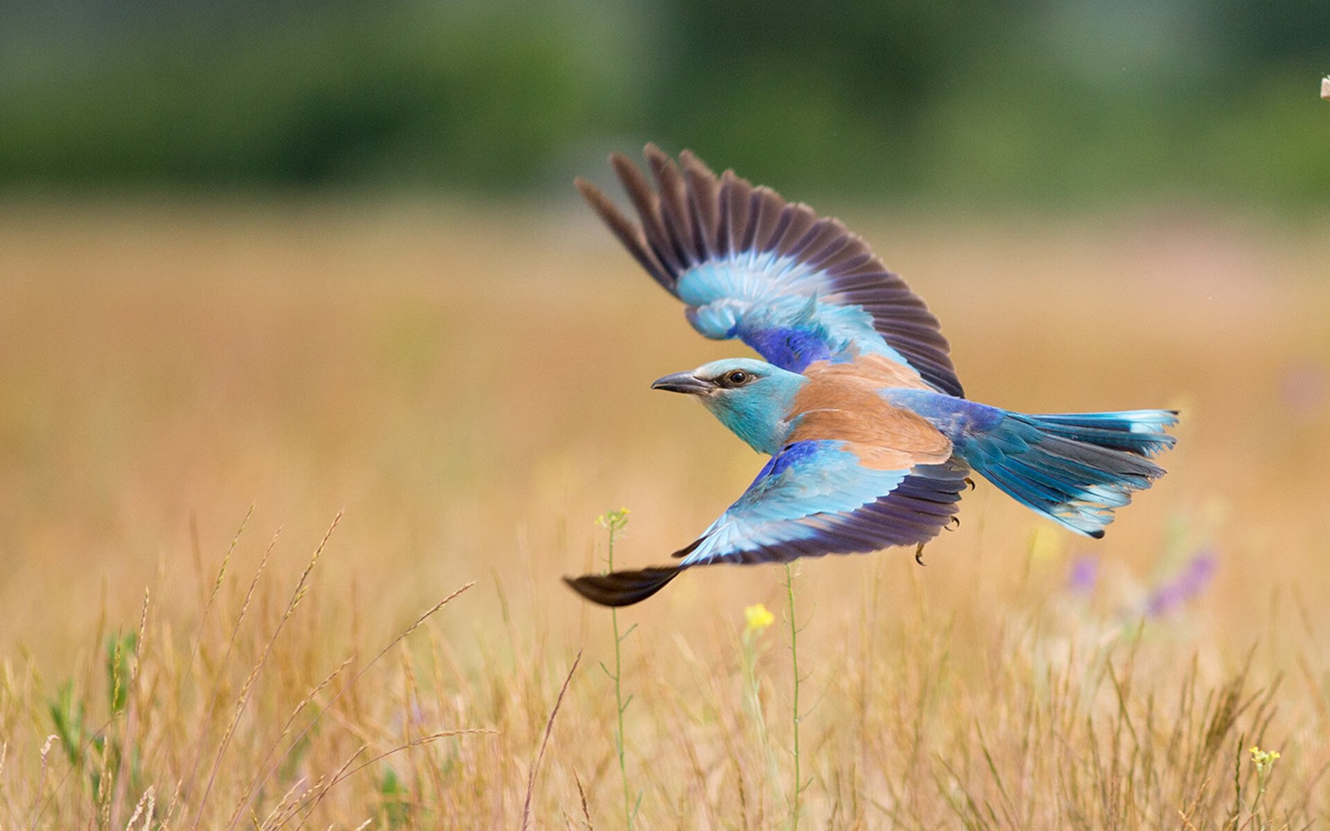 运动员职业发展支持,运动员职业发展支持方案
