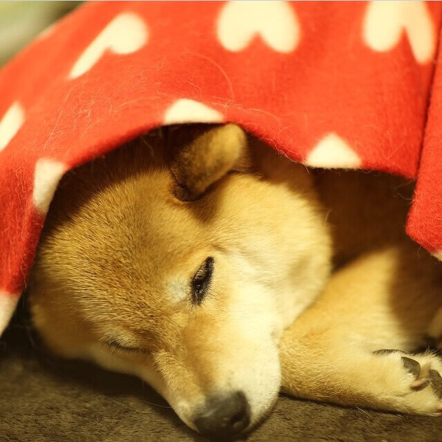 CBA球队注重数据分析助力战术制定,cba 分析