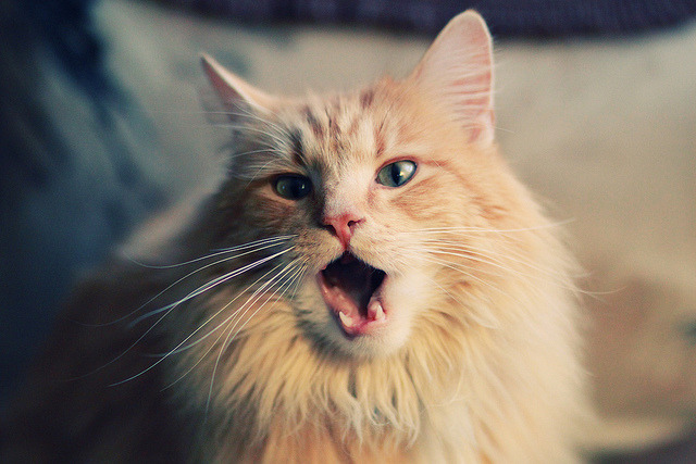 开云官方平台-五大联赛裁判执法风格是否决定比赛节奏方向，赛事裁判都来自哪里