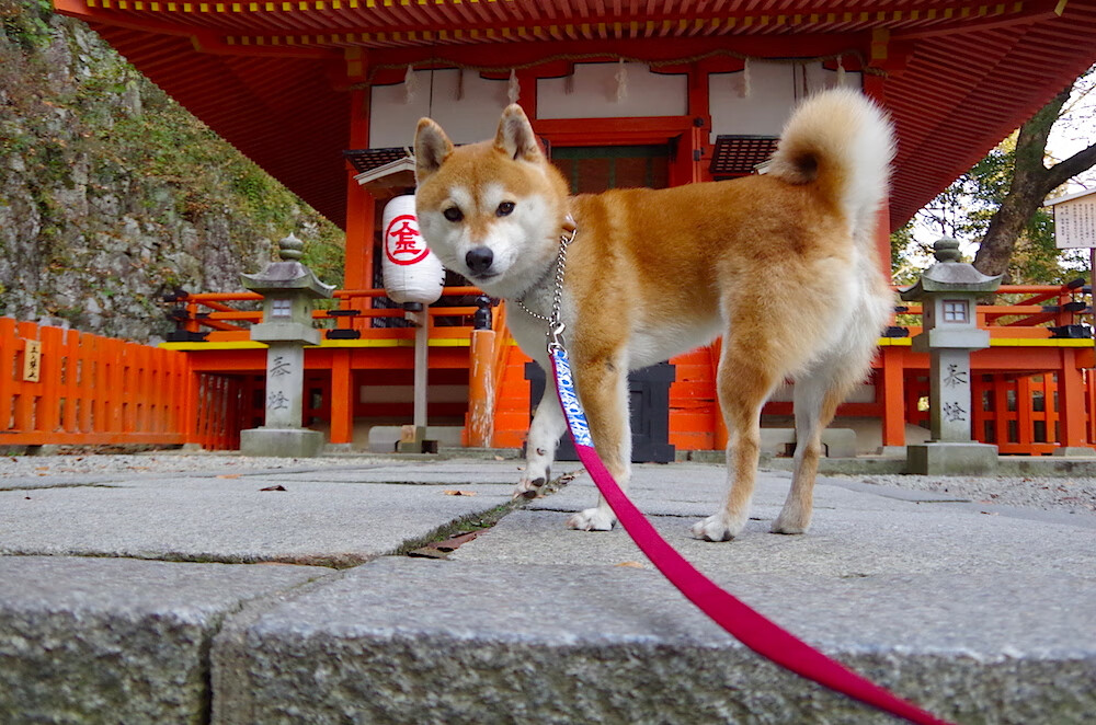 国际乒联混合团体世界杯：罗马尼亚队如何应对国际大赛压力，罗马尼亚乒乓球运动员男